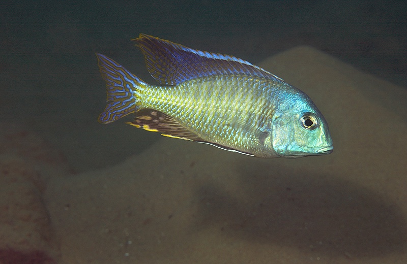 Tramitichromis lituris 'Mdoka'